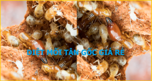 Diệt mối đơn giản nhất