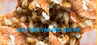 Diệt mối đơn giản nhất