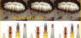 Diệt mối Củ Chi rẻ