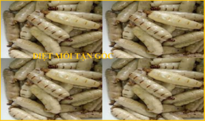 Diệt mối Đại Việt Giá rẻ