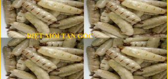 Diệt mối Đại Việt Giá rẻ