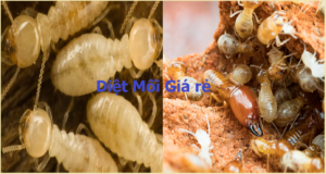 Diệt mối giá rẻ nhất 24h