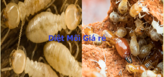 Diệt mối giá rẻ nhất 24h