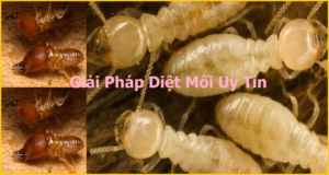 Diệt mối giá bao nhiêu rẻ