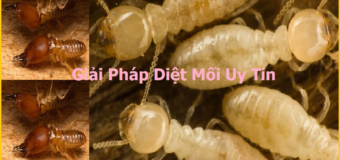 Diệt mối giá bao nhiêu rẻ