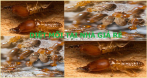 Diệt mối gỗ giá rẻ nhất