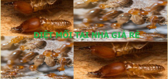 Diệt mối gỗ giá rẻ nhất