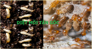 Diệt mối gỗ khô rẻ