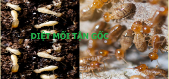 Diệt mối gỗ khô rẻ