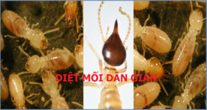 Diệt mối Hà Nội rẻ nhất