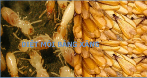 Diệt mối Hải Phòng rẻ