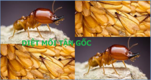 Diệt mối Hưng Yên rẻ