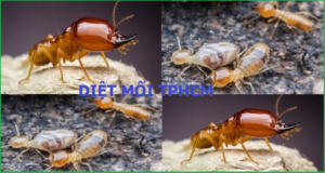 Diệt mối Huyện Ứng Hòa