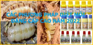 Các phương pháp diệt mối tốt nhất năm 2022
