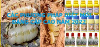 Các phương pháp diệt mối tốt nhất năm 2022