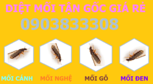 Diệt mối chúa tận gốc giá rẻ