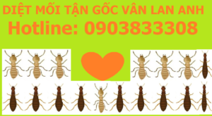 Diệt mối tận gốc bao hết