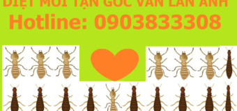 Diệt mối tận gốc bao hết