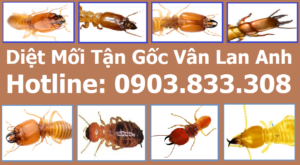 Diệt mối giá rẻ bằng thuốc Termize 200SC