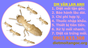 Diệt mối dân gian giá rẻ 247