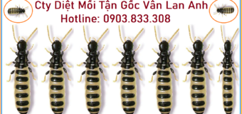 Diet moi gia re khong doc hai