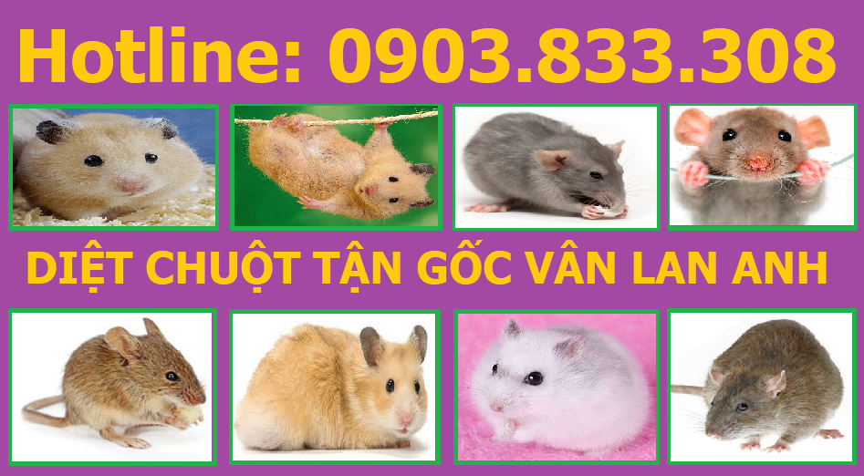 Diệt chuột Giá rẻ Sài Gòn