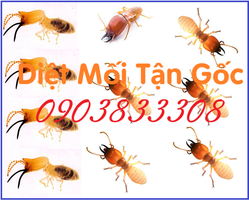 Thợ diệt mối